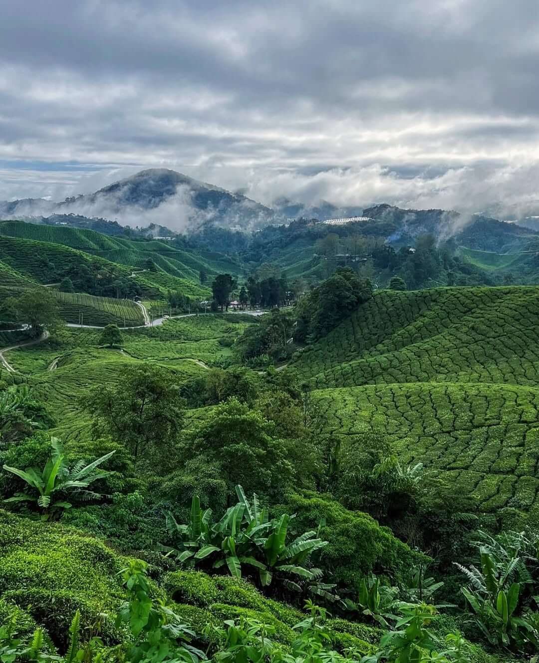 Cameron Highlands